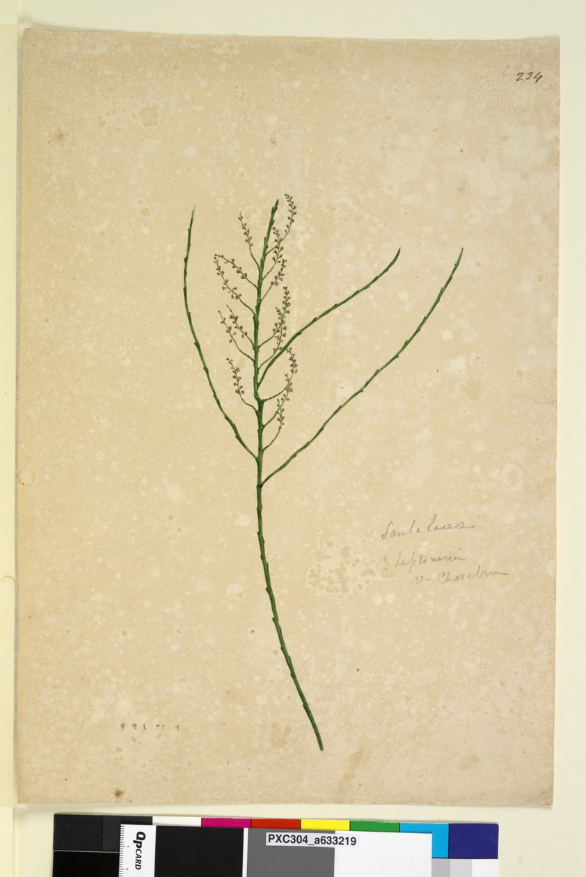 Page 234. Leptomeria by John William Lewin