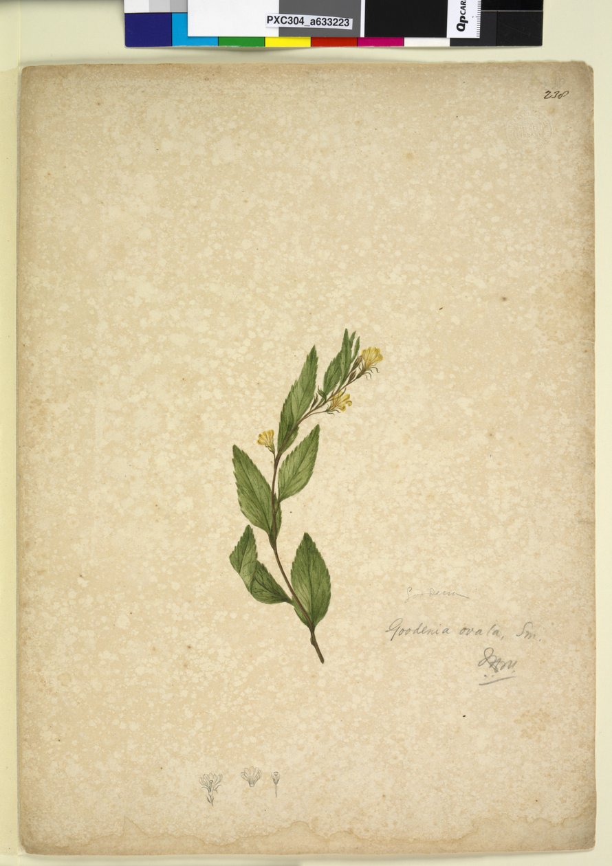 Page 238. Goodenia ovata by John William Lewin