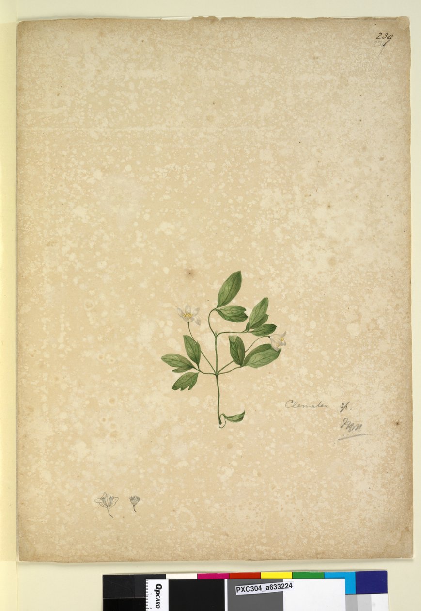 Page 239. Clematis by John William Lewin