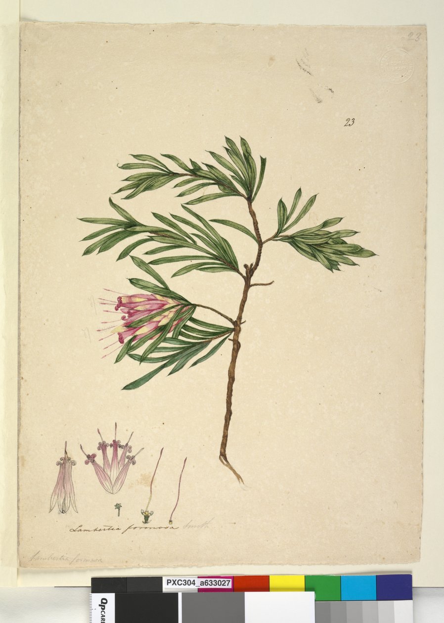 Lambertia formosa by John William Lewin
