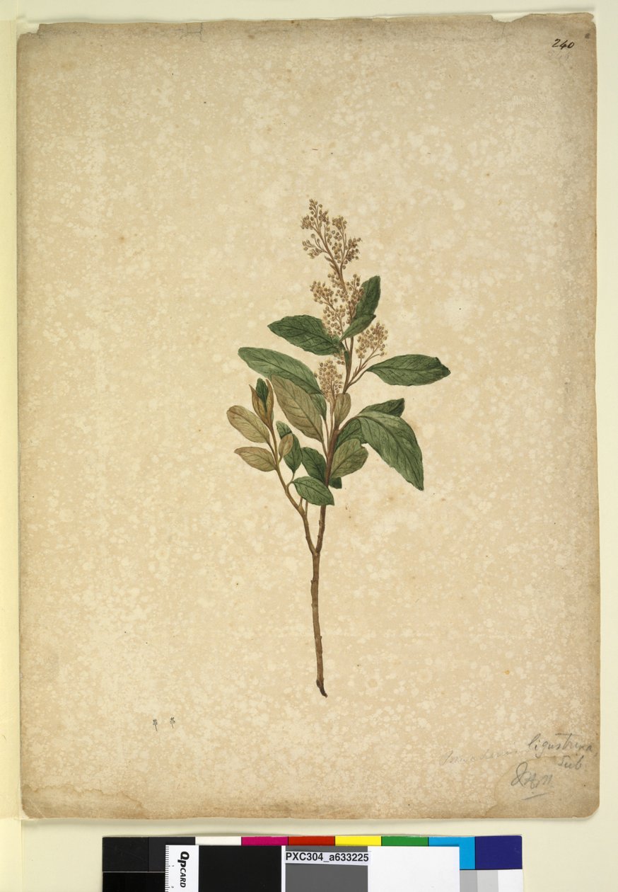Page 240. Pomaderris ligustrina by John William Lewin
