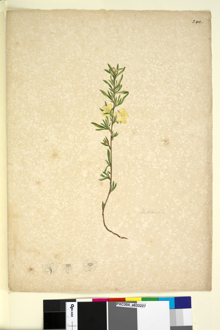 Page 242. Hibberta by John William Lewin