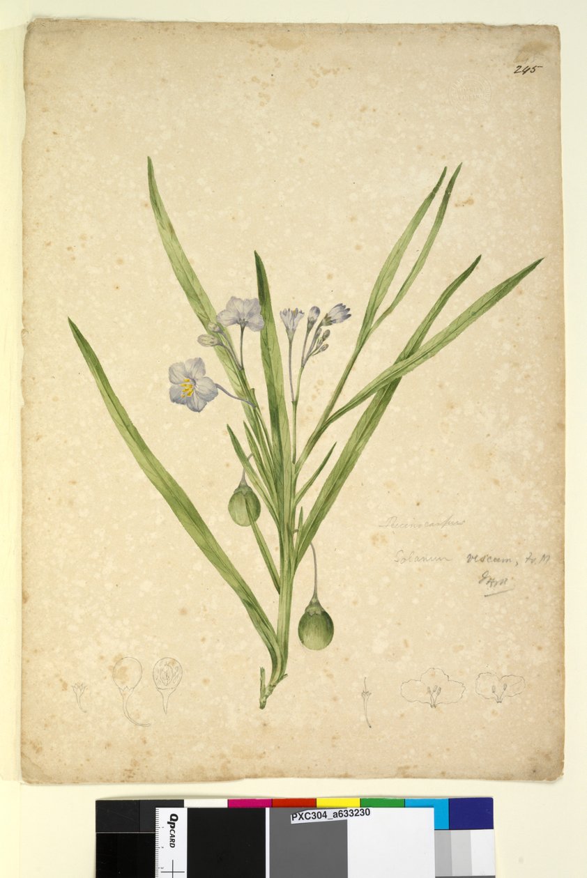 Page 245. Solanum vescum by John William Lewin