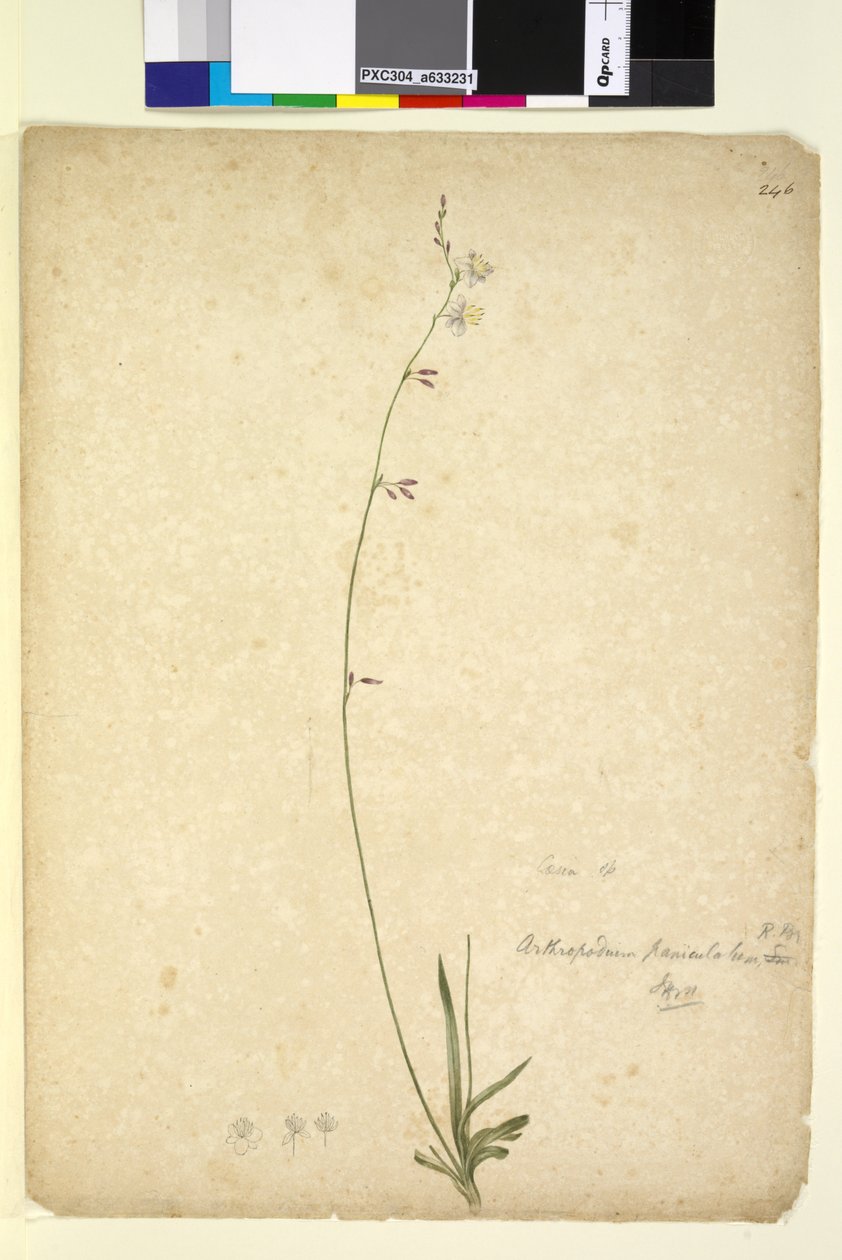 Page 246. Arthropodium paniculatum by John William Lewin