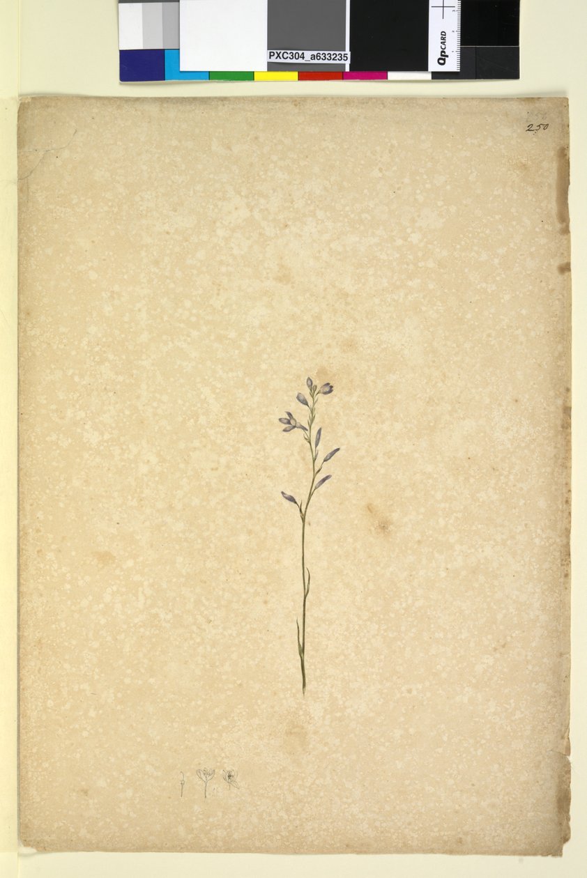 Page 250. Unidentified plant by John William Lewin