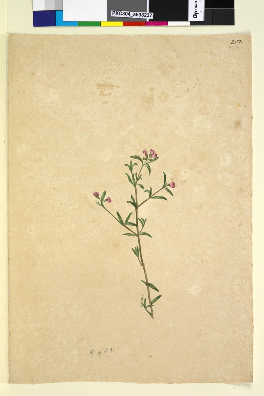 Page 252. Unidentified plant by John William Lewin