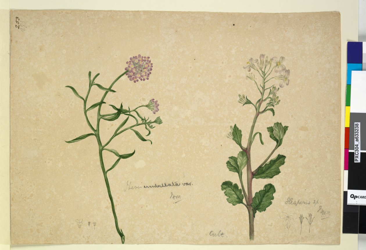 Page 253. Iberis umbellata; Hesperis sp. by John William Lewin