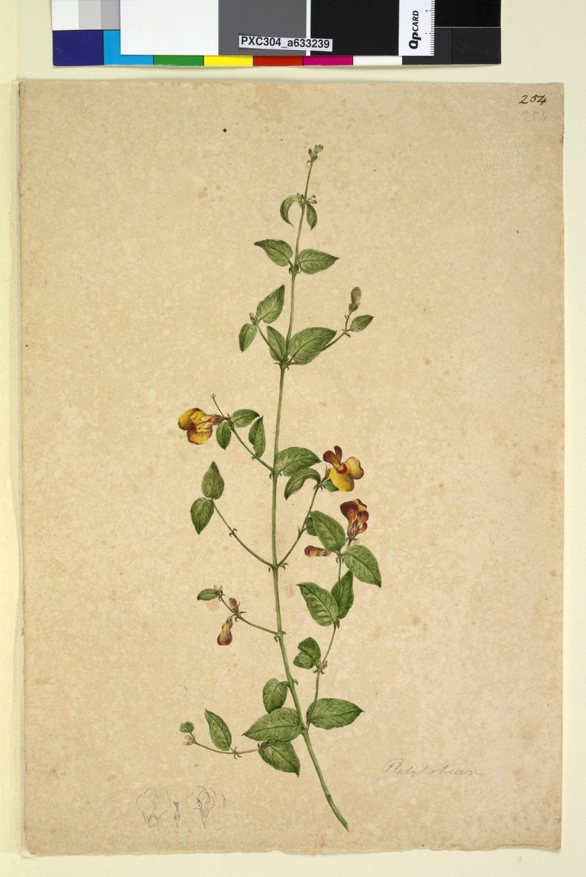 Page 254. Platylobium by John William Lewin