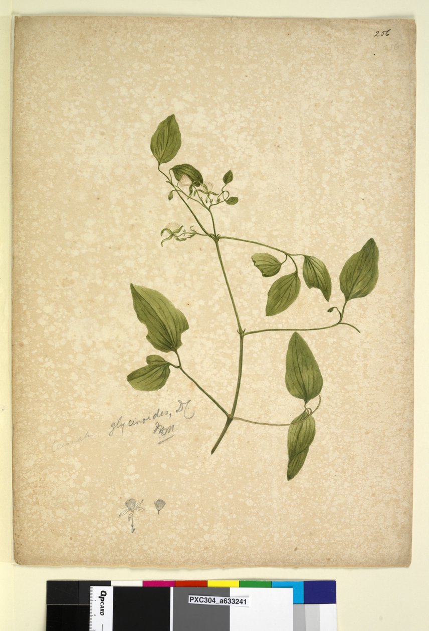 Page 256. Clematis glycinoides by John William Lewin