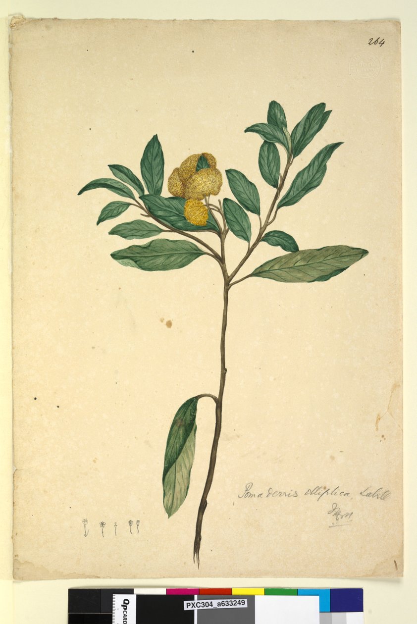 Page 264. Pomaderris elliptica by John William Lewin