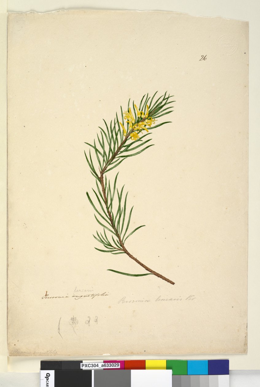 Persoonia linearis by John William Lewin