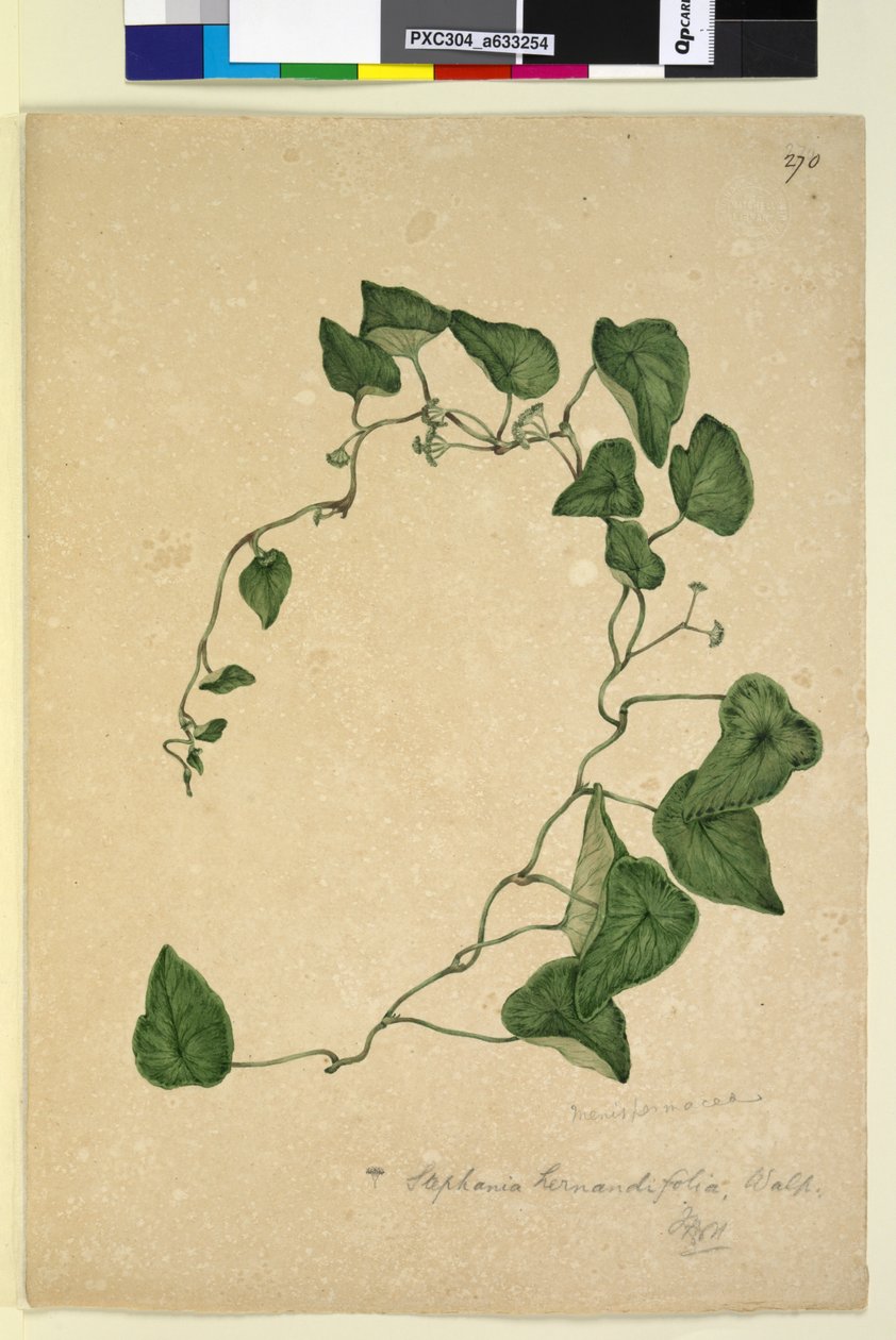 Page 270. Stephania hernandiaefolia by John William Lewin