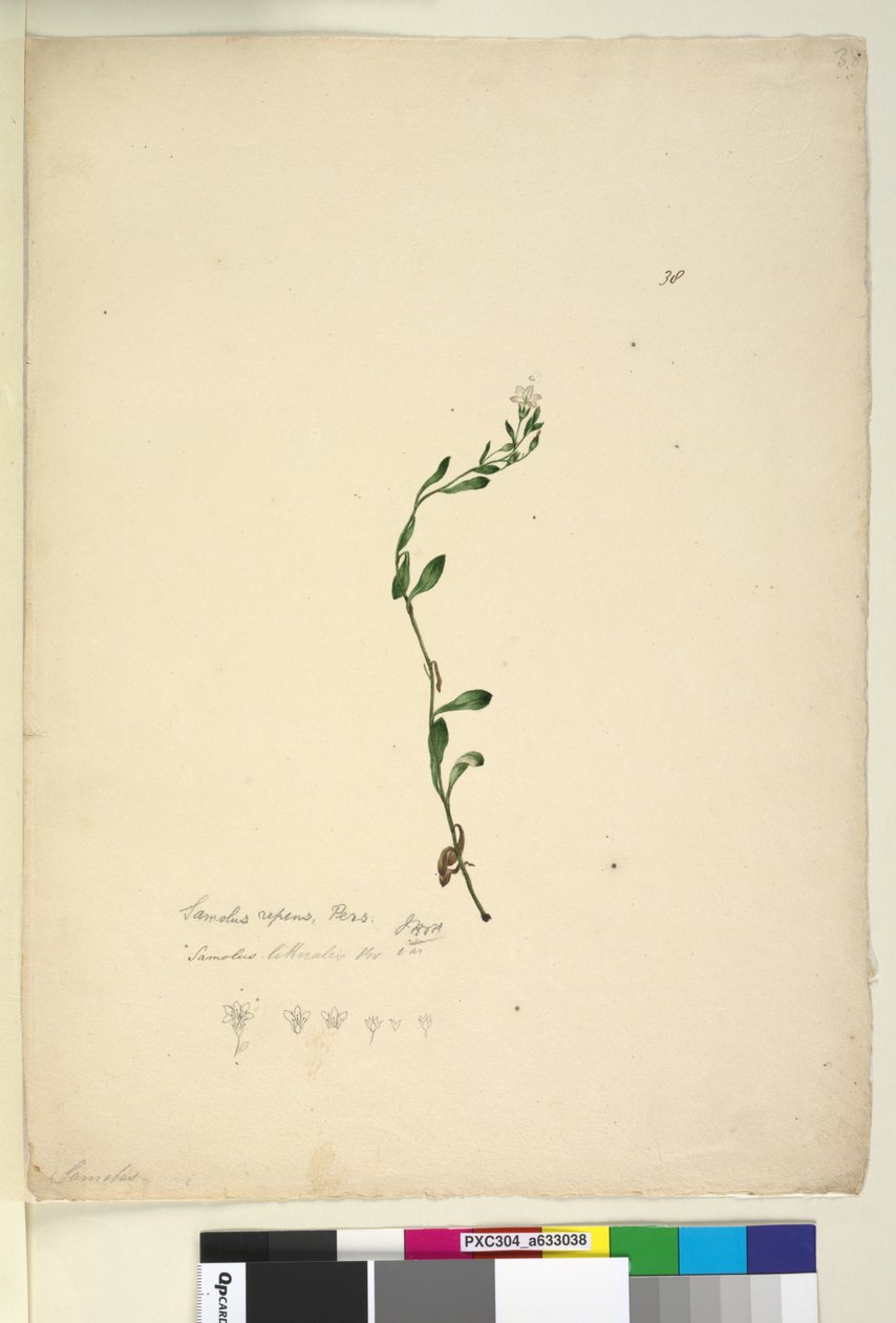 Samolus repens by John William Lewin