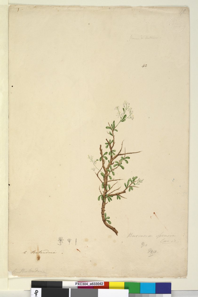 Page 42. Bursaria spinosa by John William Lewin
