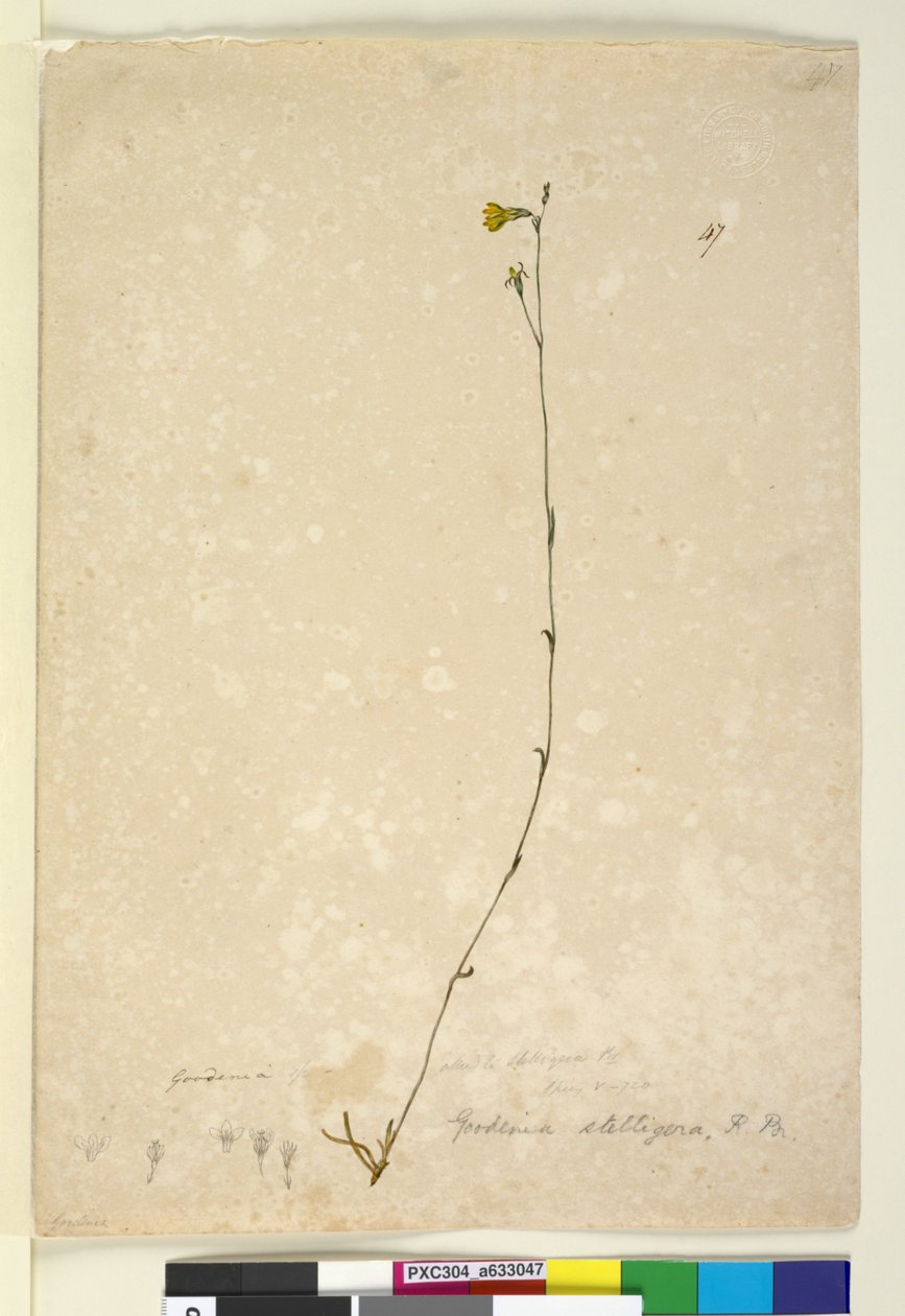 Page 47. Goodenia Stelligera by John William Lewin