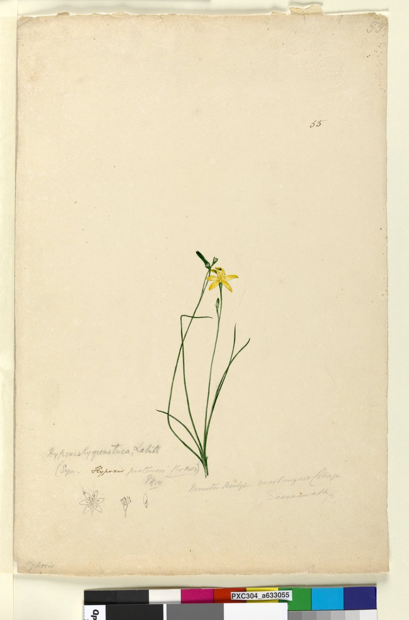 Page 55. Hypoxis hygrometrica by John William Lewin