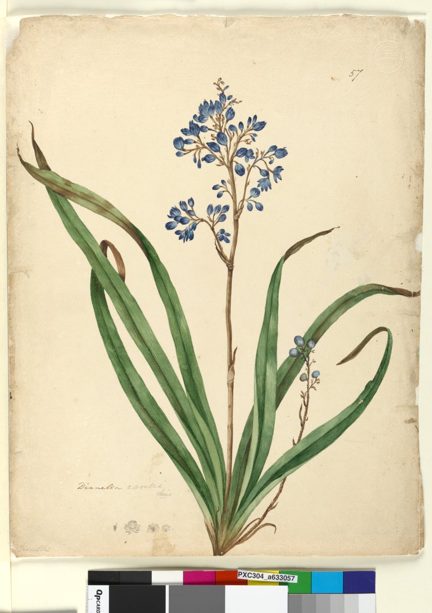 Page 57. Dianella caerulea by John William Lewin
