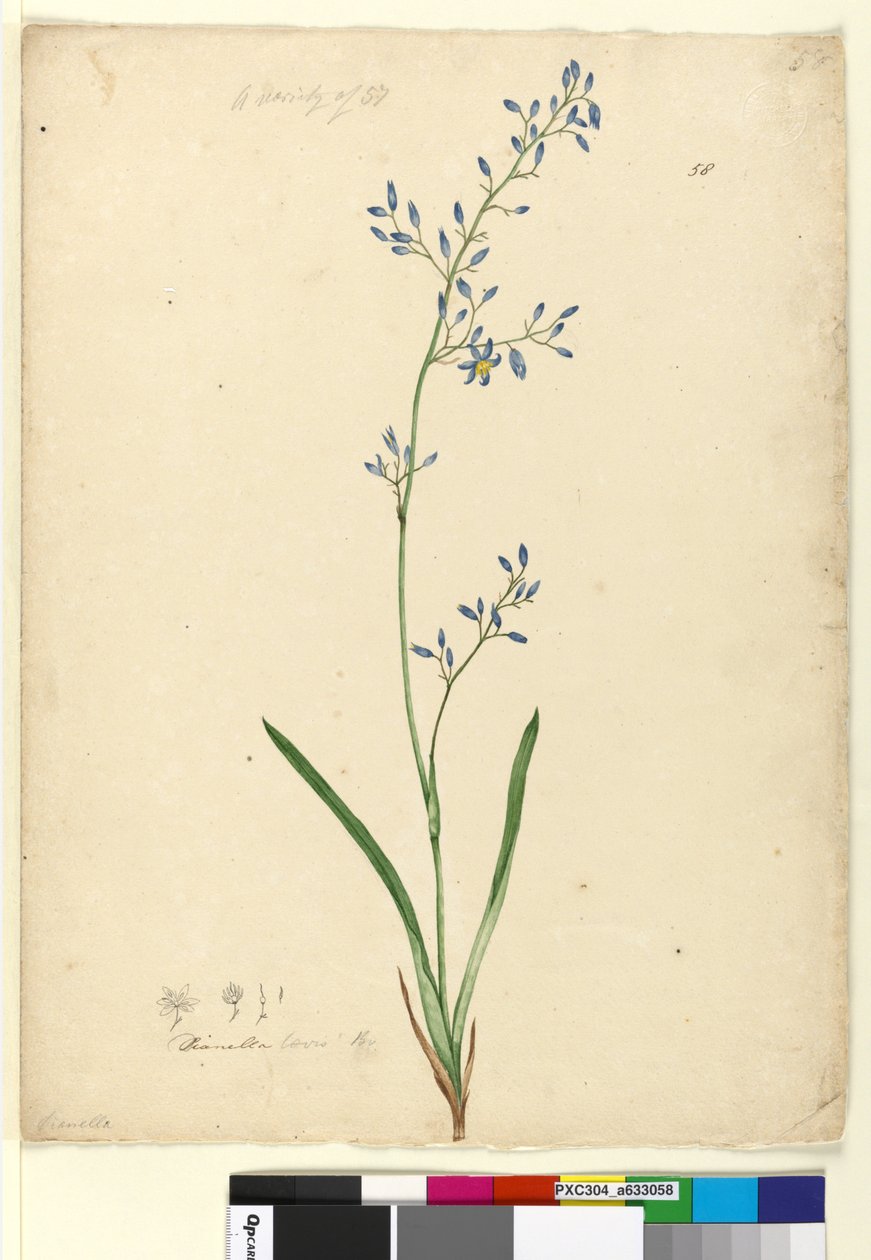 Page 58. Dianella levis by John William Lewin