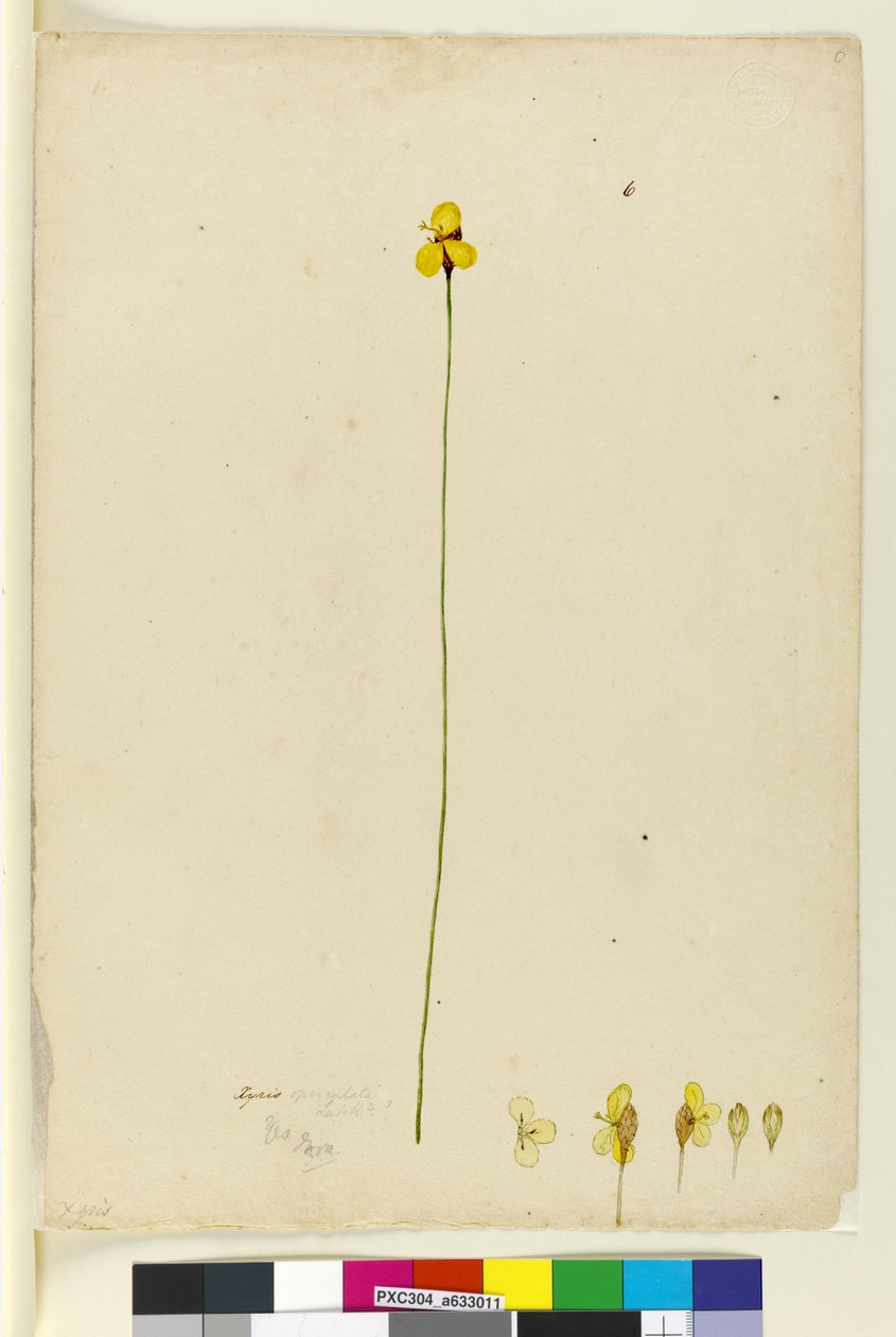 Xyris operculata by John William Lewin