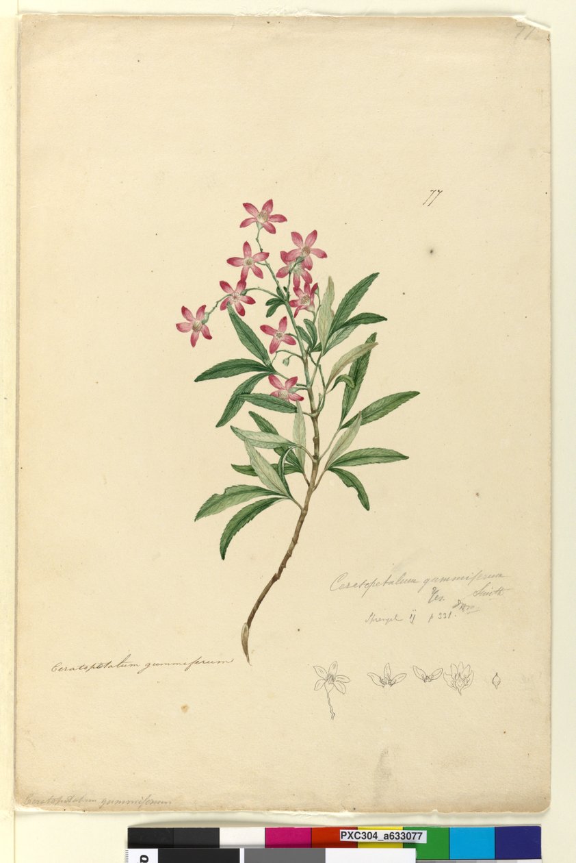 Page 77. Ceratopetalum gummiferum by John William Lewin