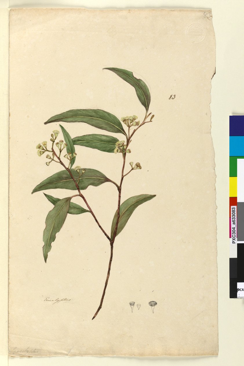 Page 83. Eucalyptus by John William Lewin