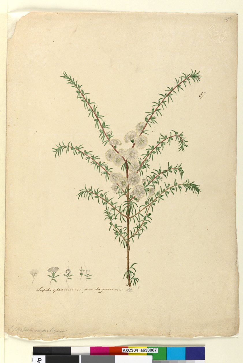 Page 87. Leptospermum ambiguum by John William Lewin