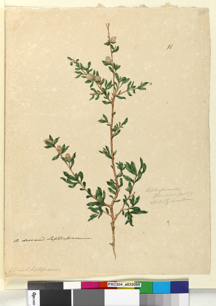 Page 88. Leptospermum flavescens by John William Lewin