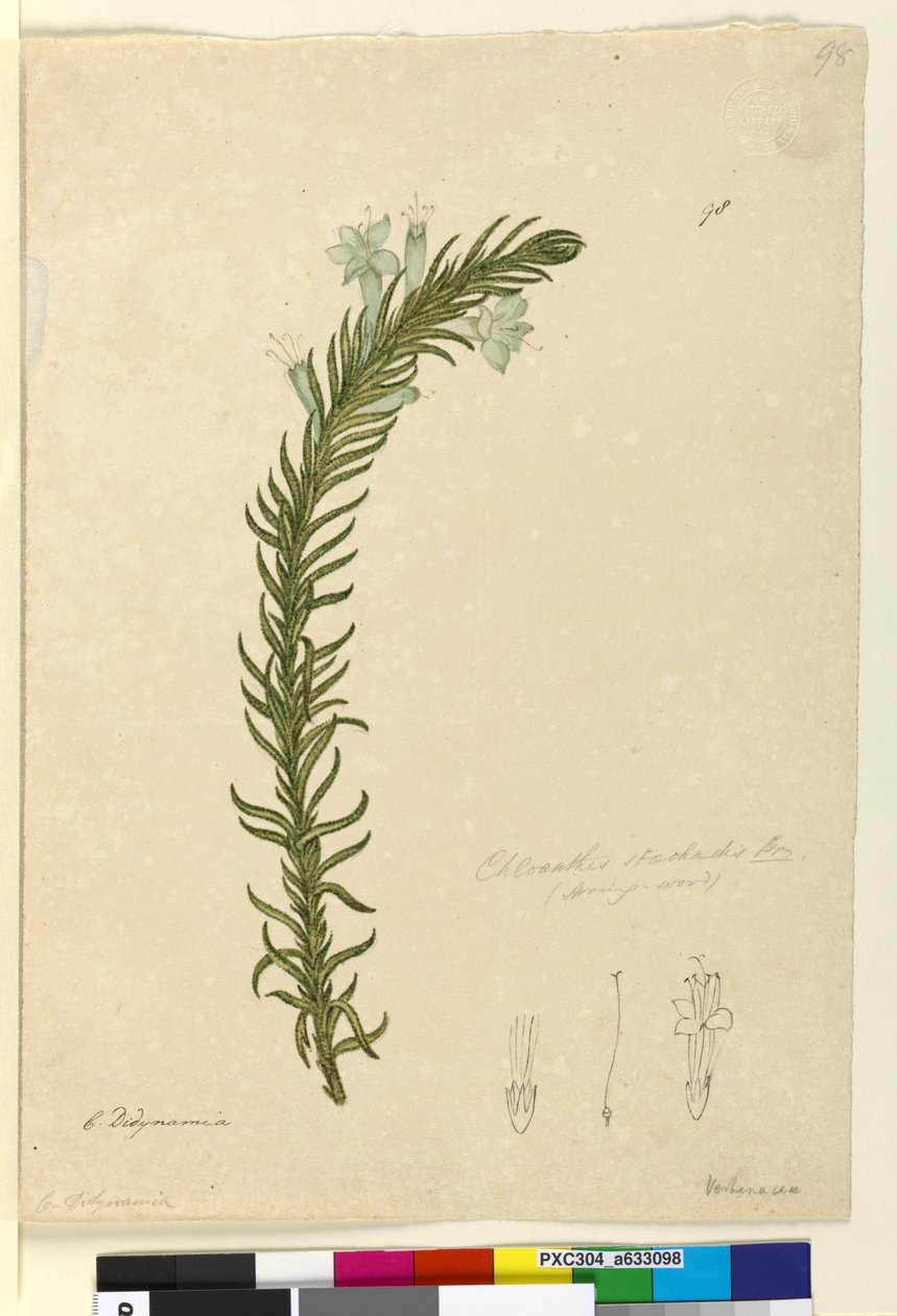 Page 98. Chloanthes stoechadis by John William Lewin