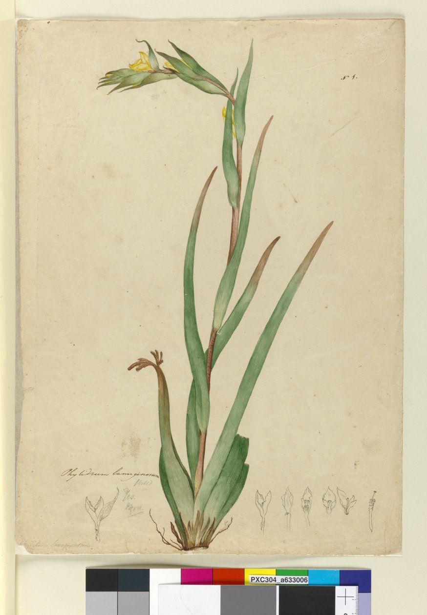 Phylidrum lanuginosum by John William Lewin
