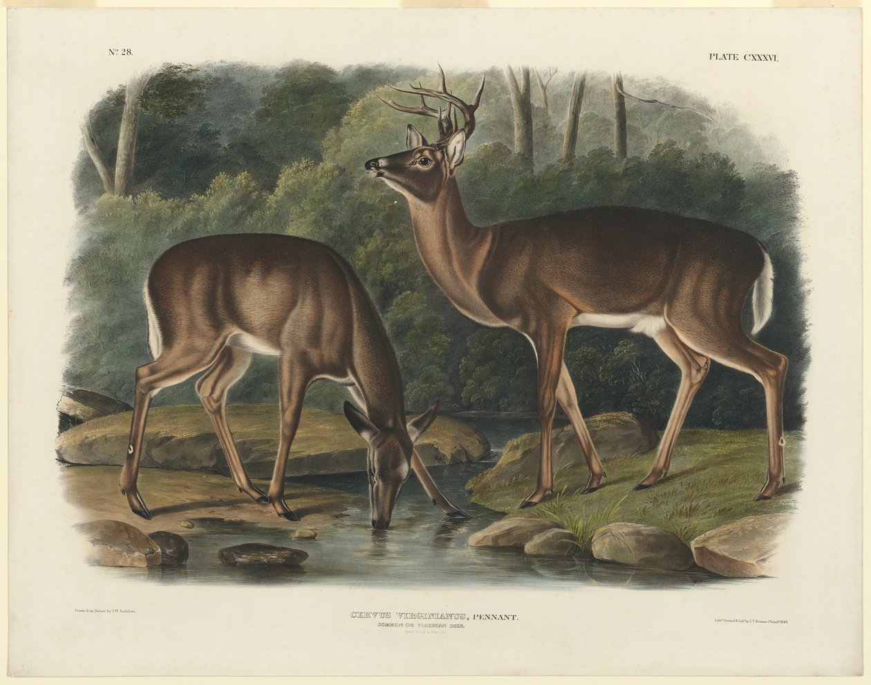 Cervus Virginianus by John Woodhouse Audubon
