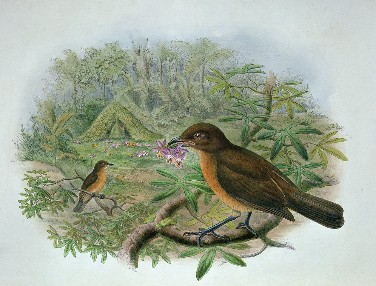Amblyornis Inornatus, Vogelkop Gardener Bowerbird by John and Hart, William Gould