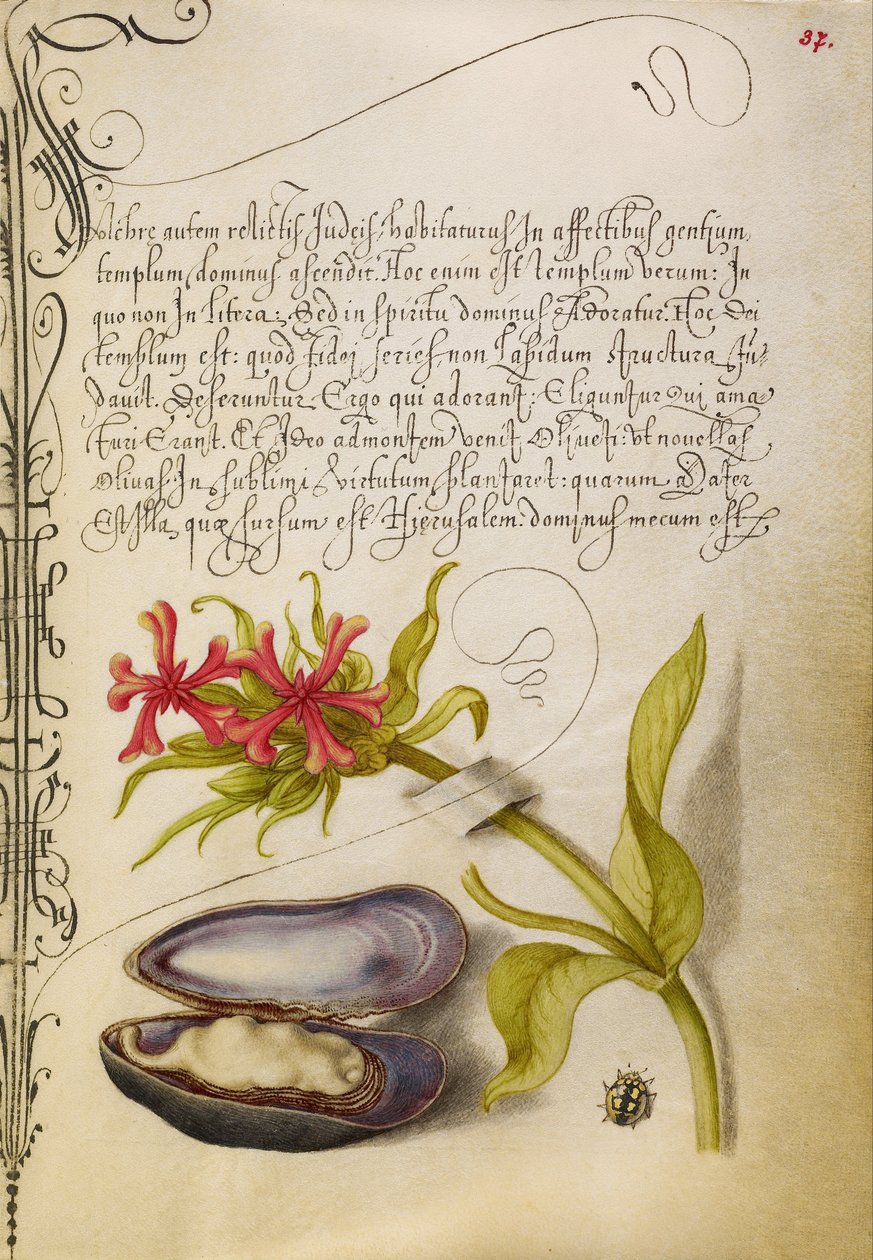 Maltese Cross, Mussel, and Ladybird by Joris Hoefnagel