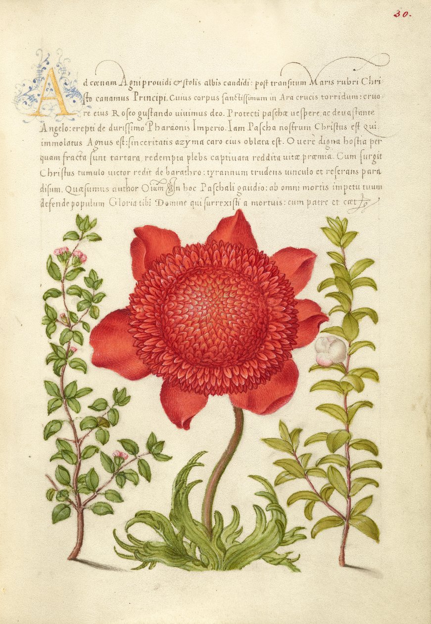 Basil Thyme, Poppy Anemone, and Myrtle by Joris Hoefnagel