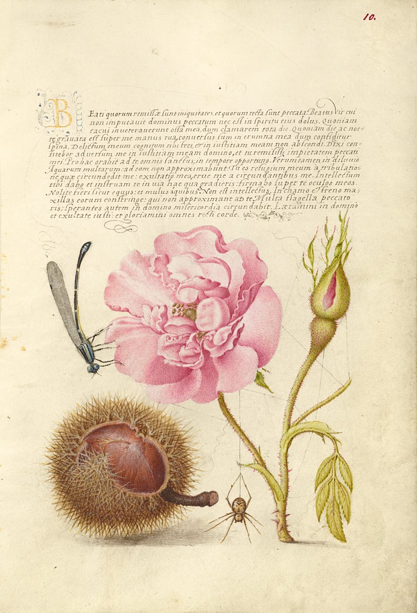 Damselfly, French Rose, Spanish Chestnut, and Spider by Joris Hoefnagel