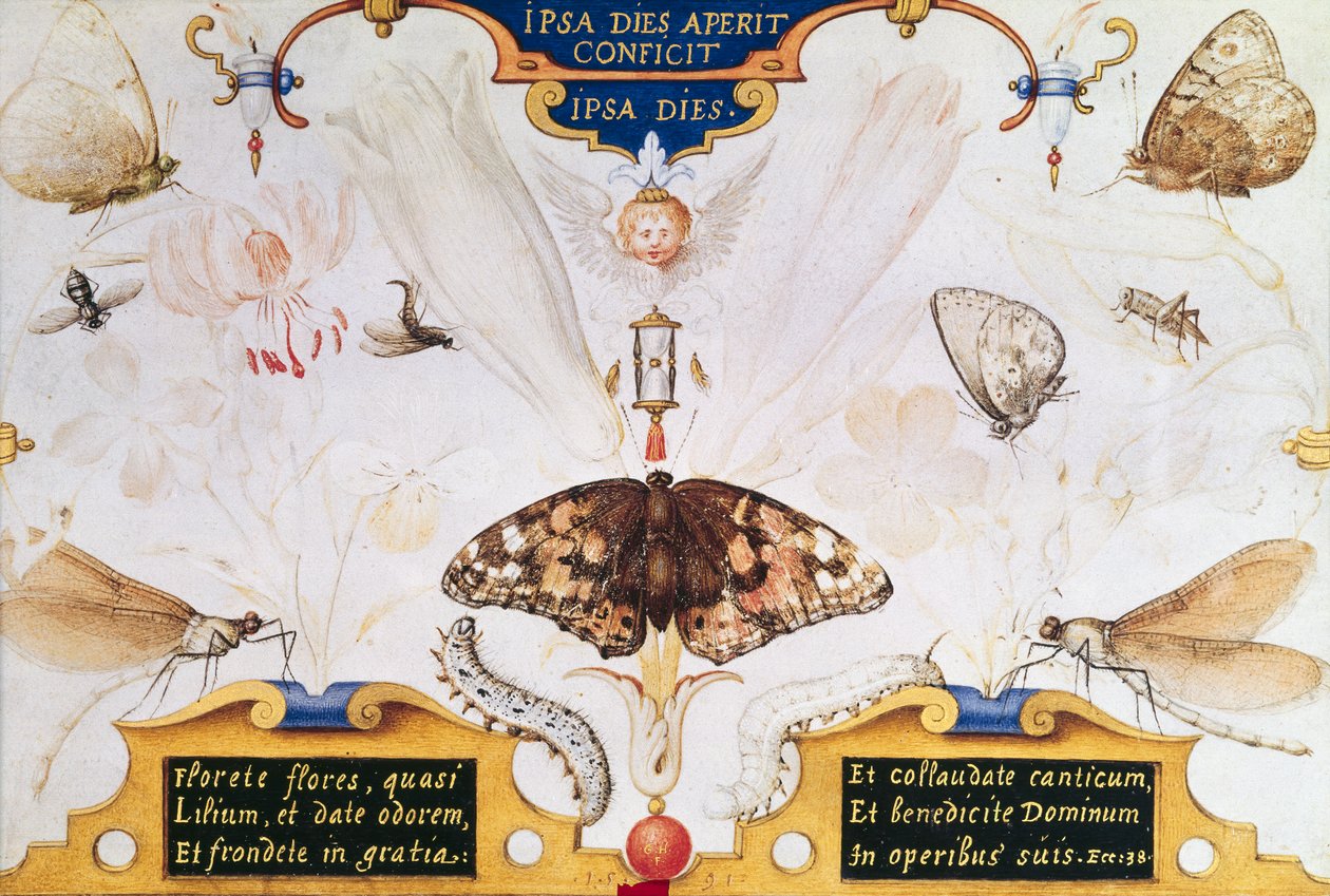 Diptych with Flowers and Insects, 1591 by Joris Hoefnagel