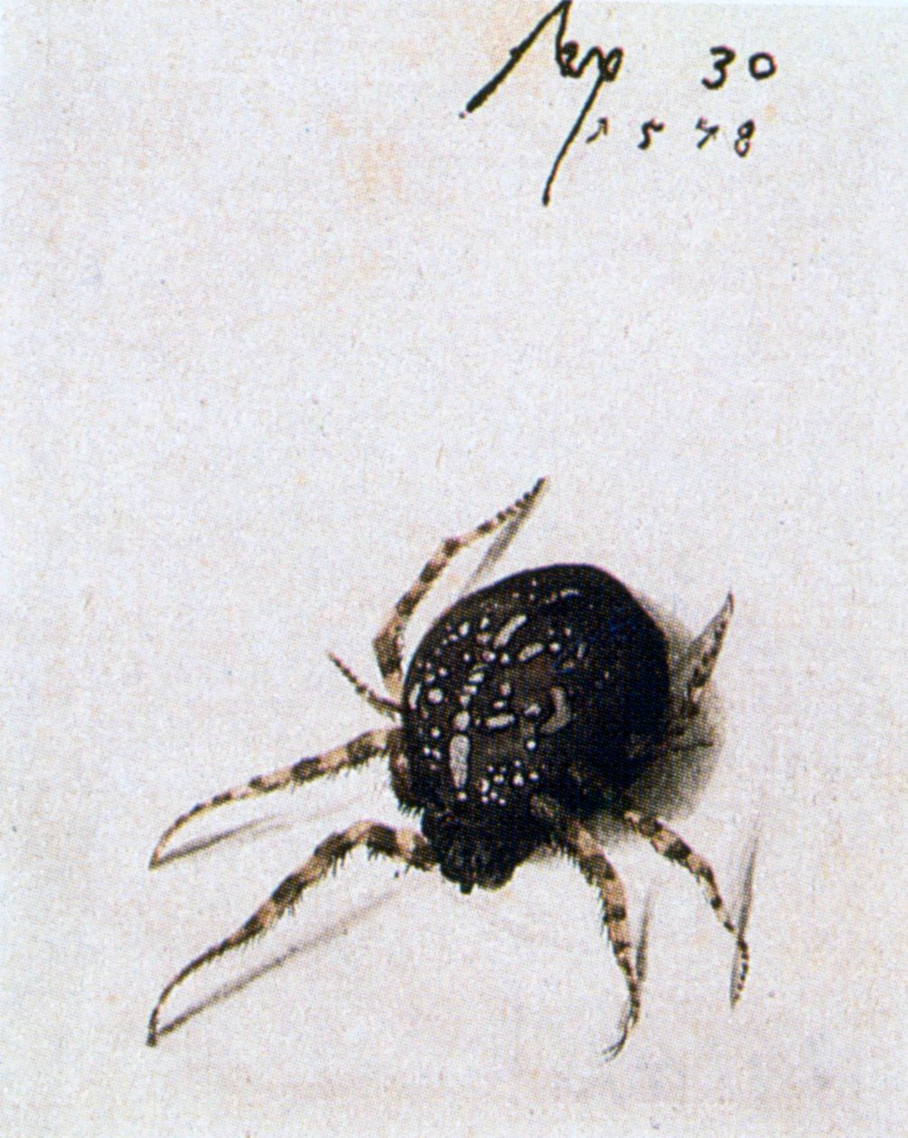 Female Spider, 1578 by Joris Hoefnagel