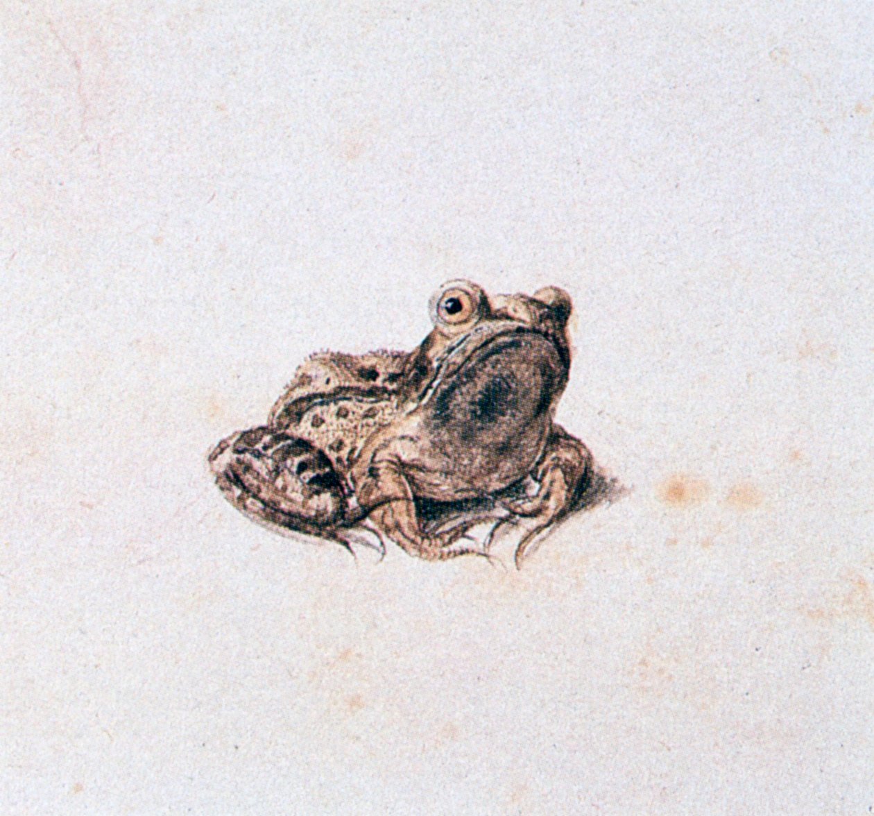 Green Frog by Joris Hoefnagel