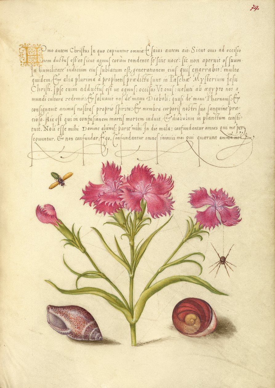 Insect, Sweet William, Spider, Marine Mollusk, and Eye of Santa Lucia by Joris Hoefnagel