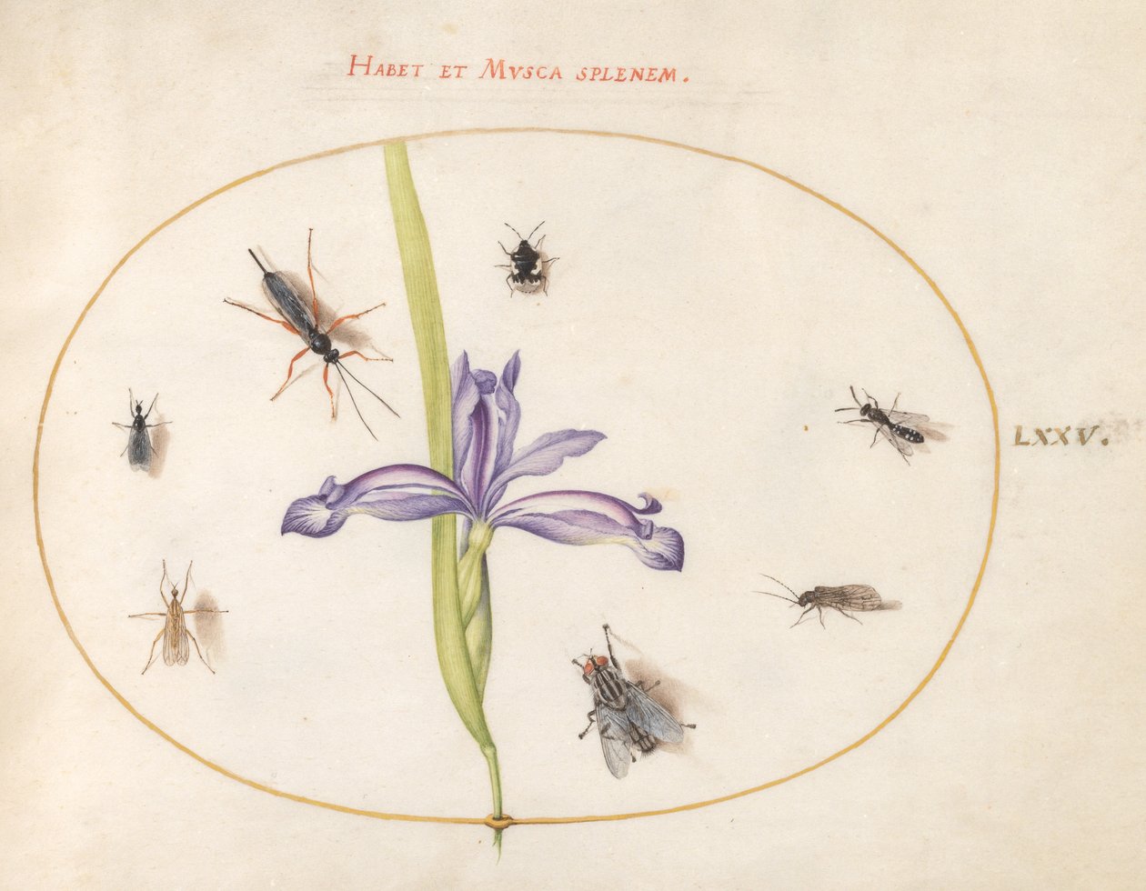 Insects, c.1575-80 by Joris Hoefnagel