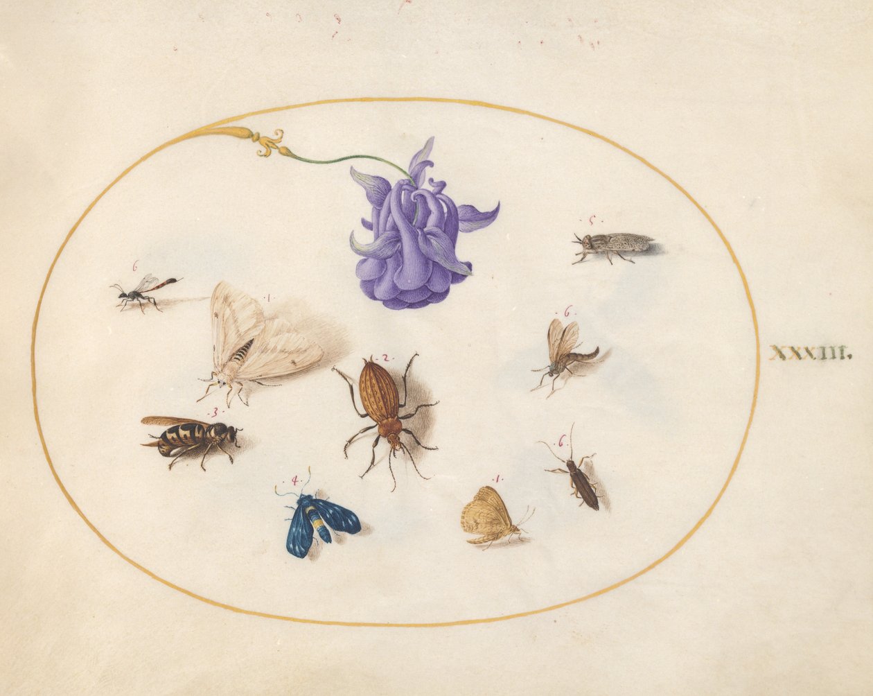 Insects, c.1575-80 by Joris Hoefnagel