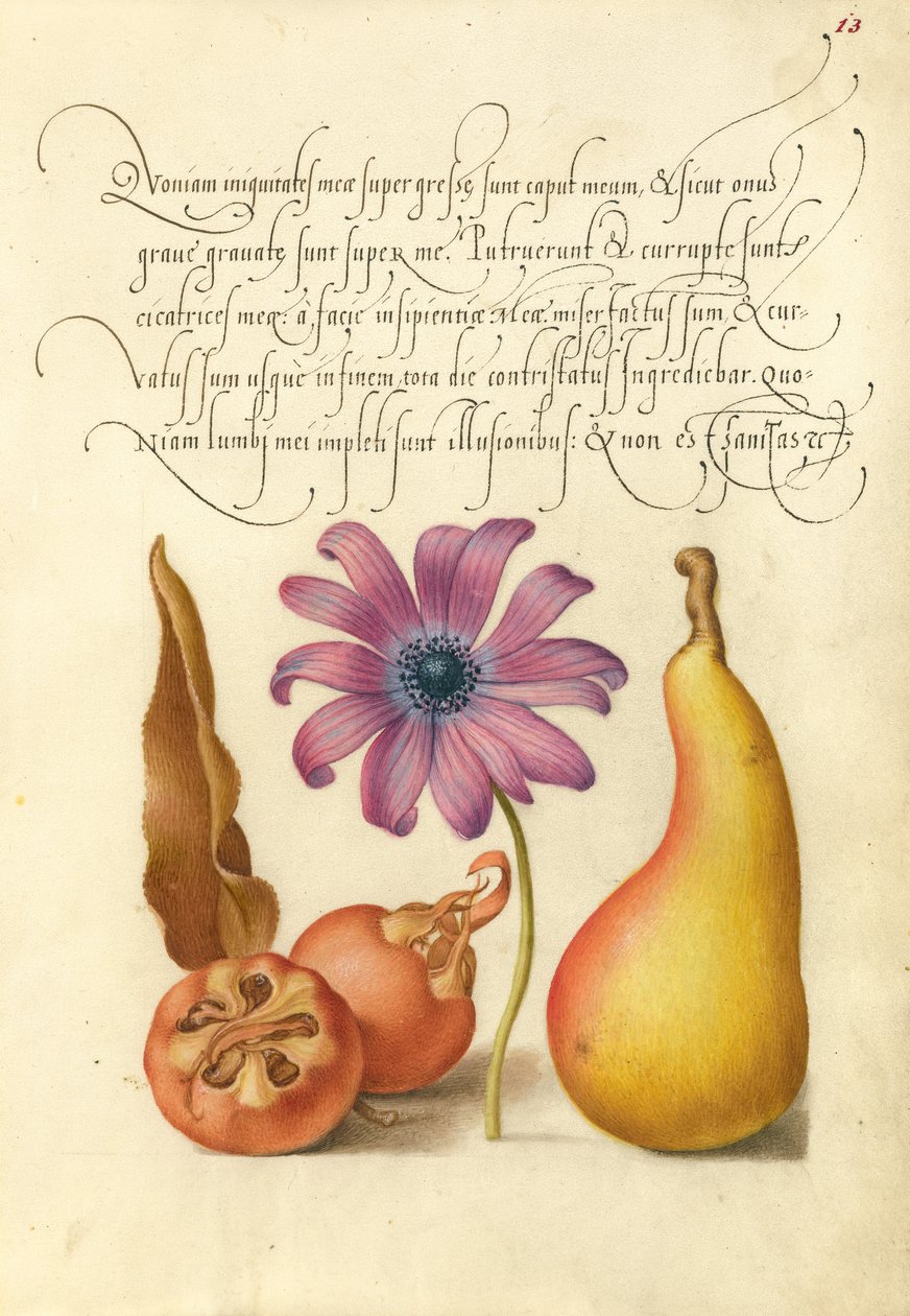 Medlar, Poppy Anemone, and Pear by Joris Hoefnagel