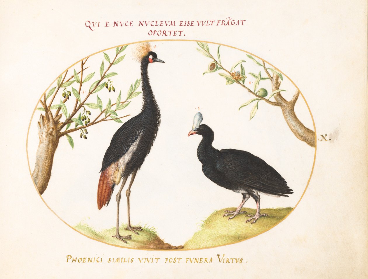 Plate 10: Gray Crowned Crane and Helmeted Currasow by Joris Hoefnagel