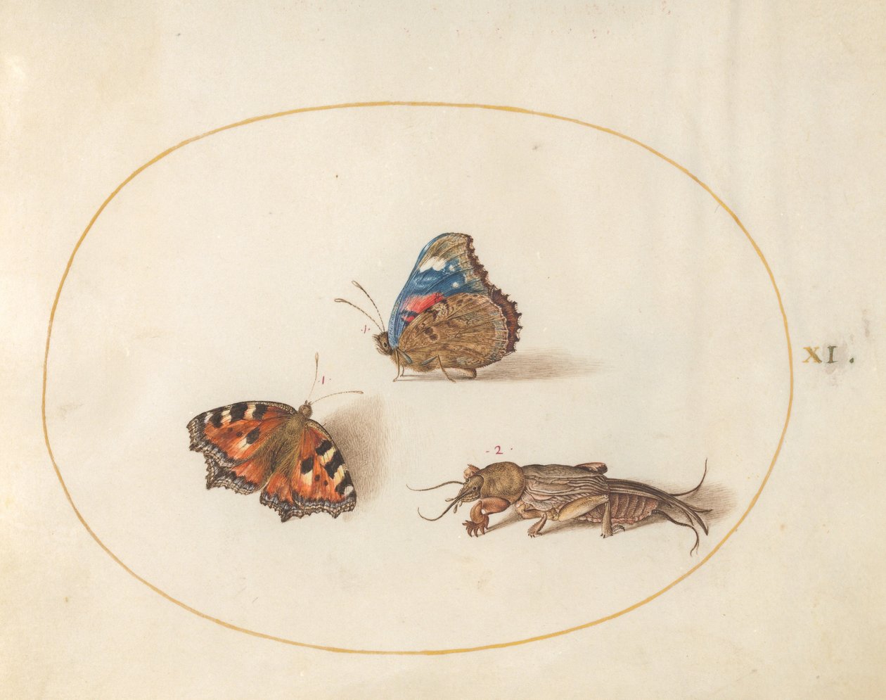 Plate 11: Small Tortoiseshell and Red Admiral Butterflies with a Mole Cricket by Joris Hoefnagel