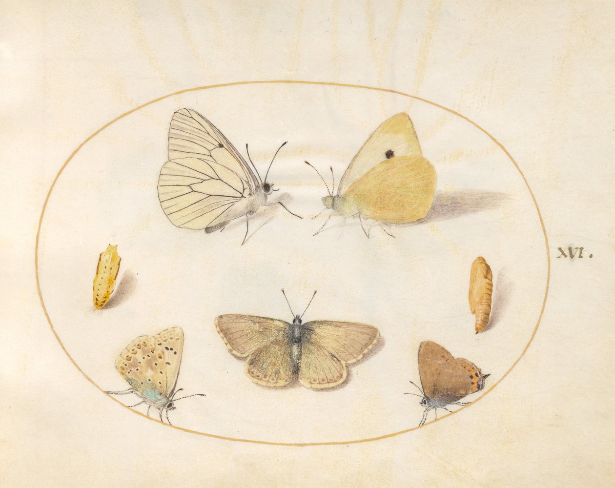 Plate 16: Black-Veined White, Clouded Yellow, Black Hairstreak(?) and Geranium Argus(?) Butterflies with Two Chrysalides by Joris Hoefnagel