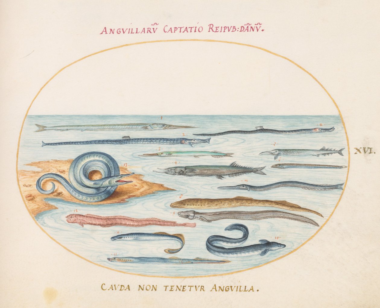 Plate 16: Eels, Pipefish, and Needlefish by Joris Hoefnagel