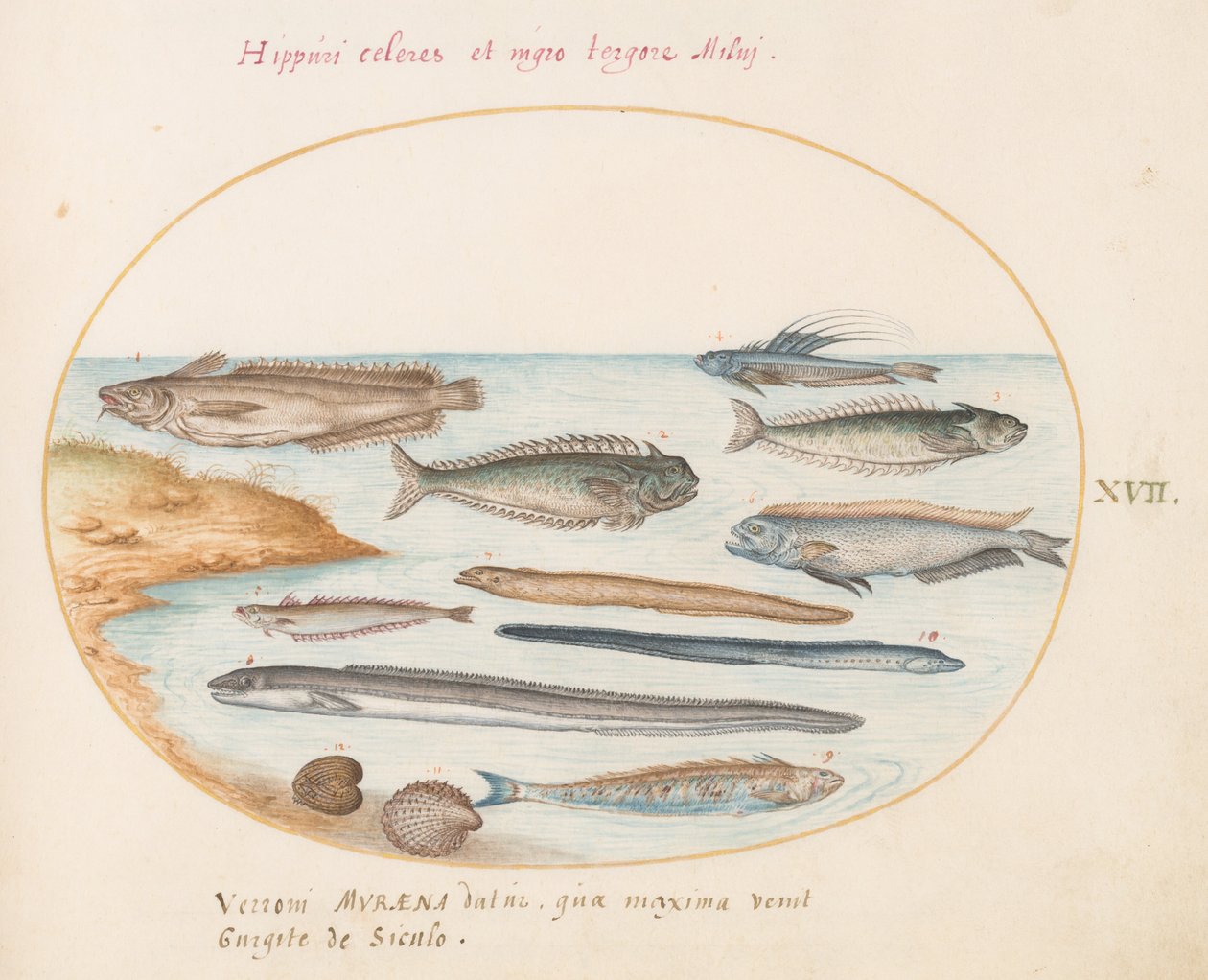 Plate 17: A Cod, Weever Fish, Eels, and Other Fish by Joris Hoefnagel