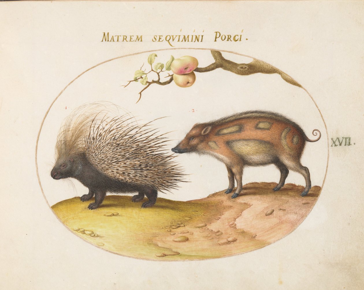 Plate 17: Crested Porcupine and Wild Pig by Joris Hoefnagel