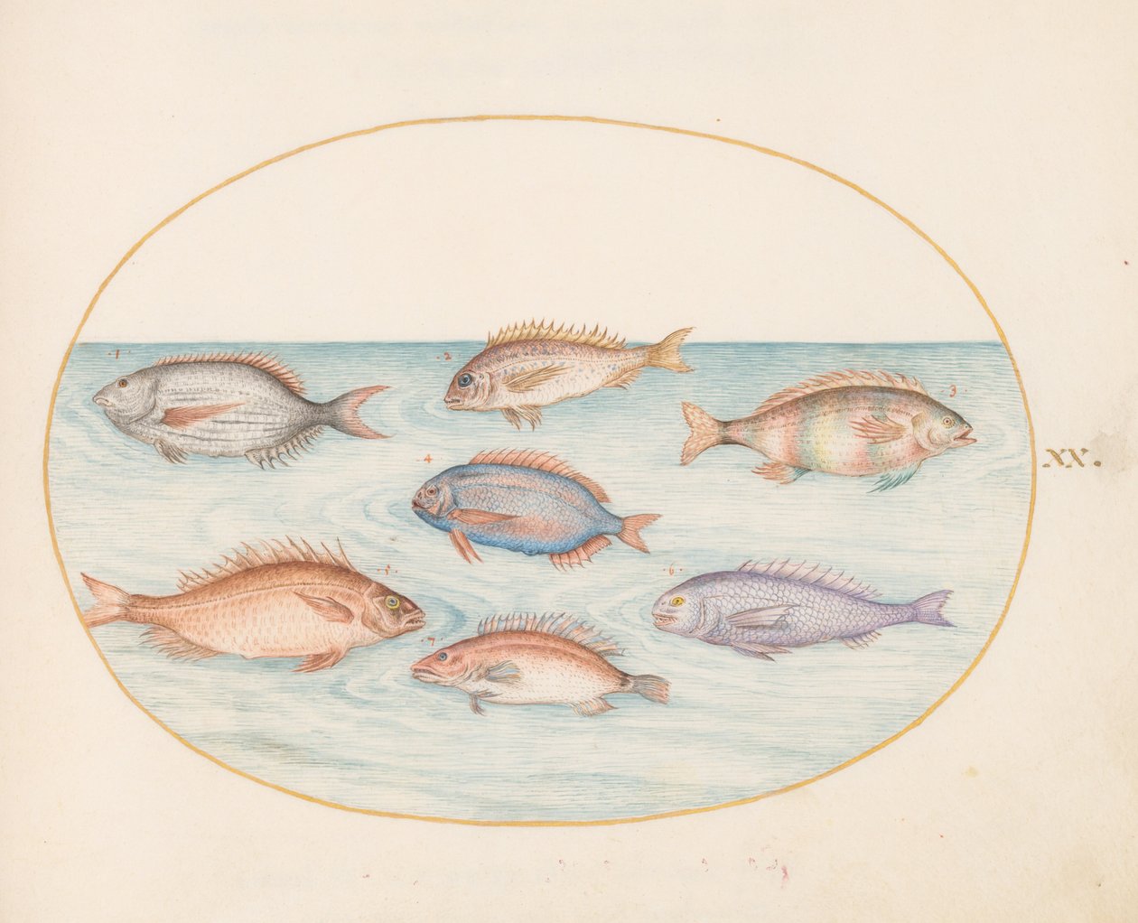 Plate 20: Sea Bream, Dentex, Sargo, and Other Fish by Joris Hoefnagel