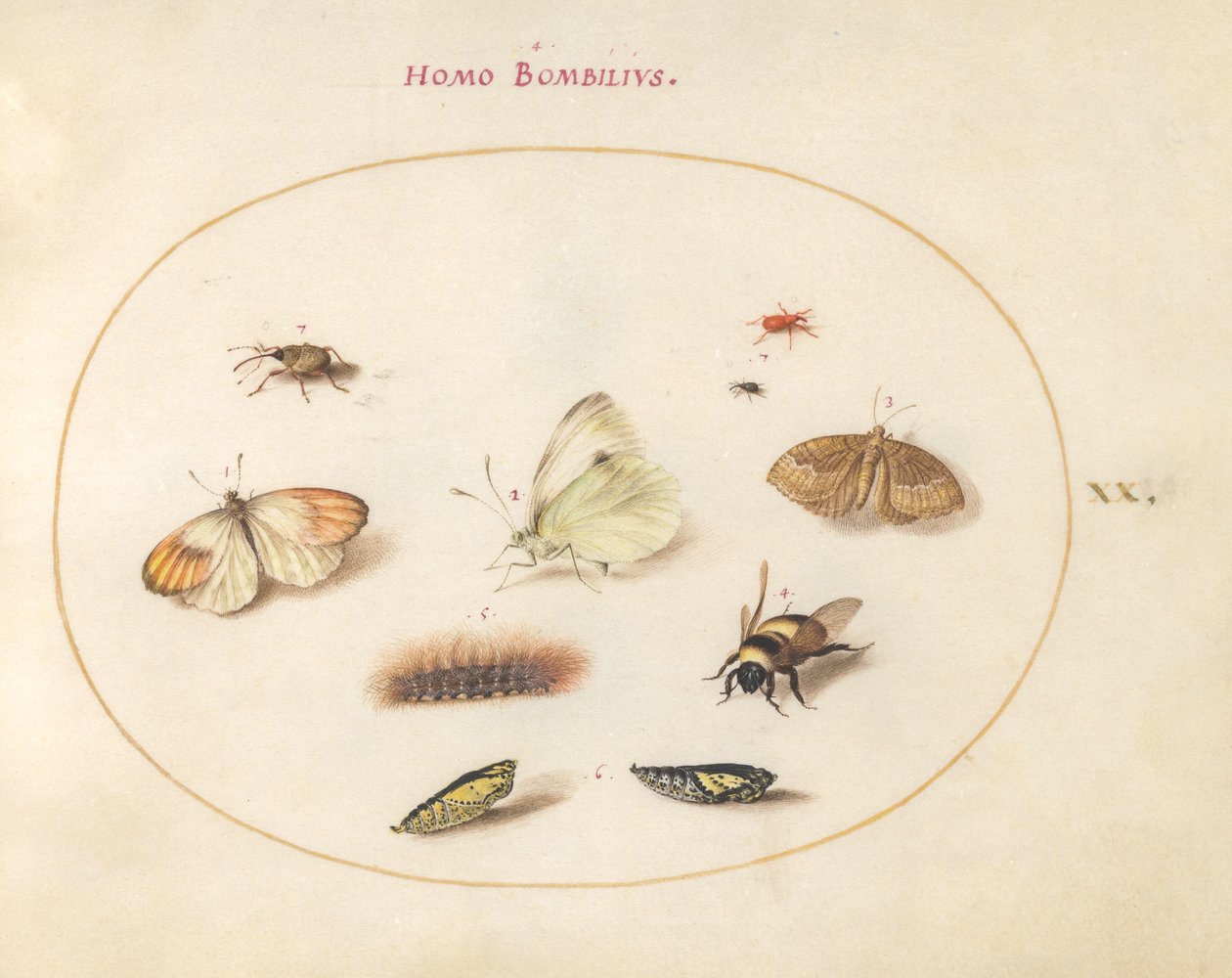 Plate 20: Three Butterflies, a Caterpillar, a Bee, Two Chrysalides, and Three Weevils by Joris Hoefnagel