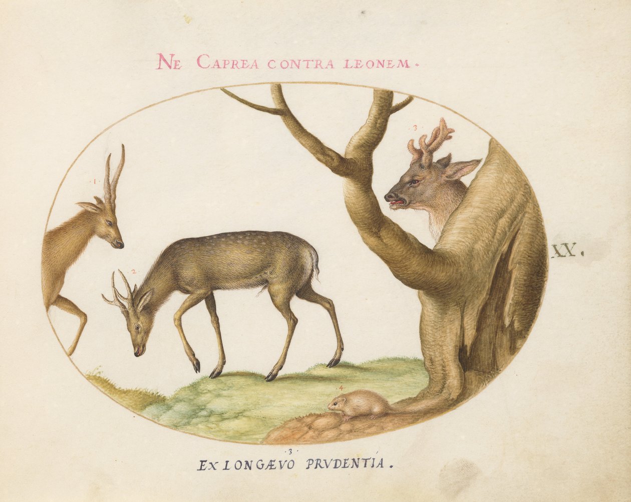 Plate 20: Three Types of Stags with a Dormouse by Joris Hoefnagel